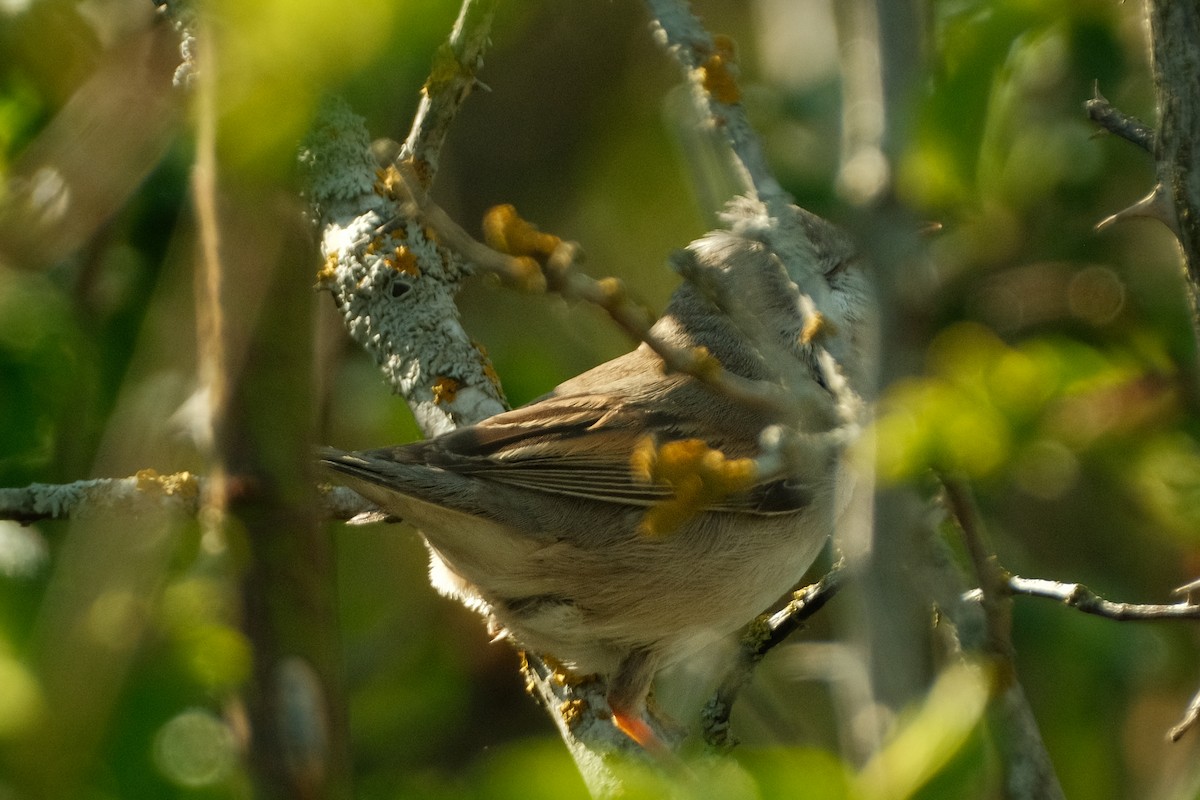 Thrush Nightingale - Devin Marshall