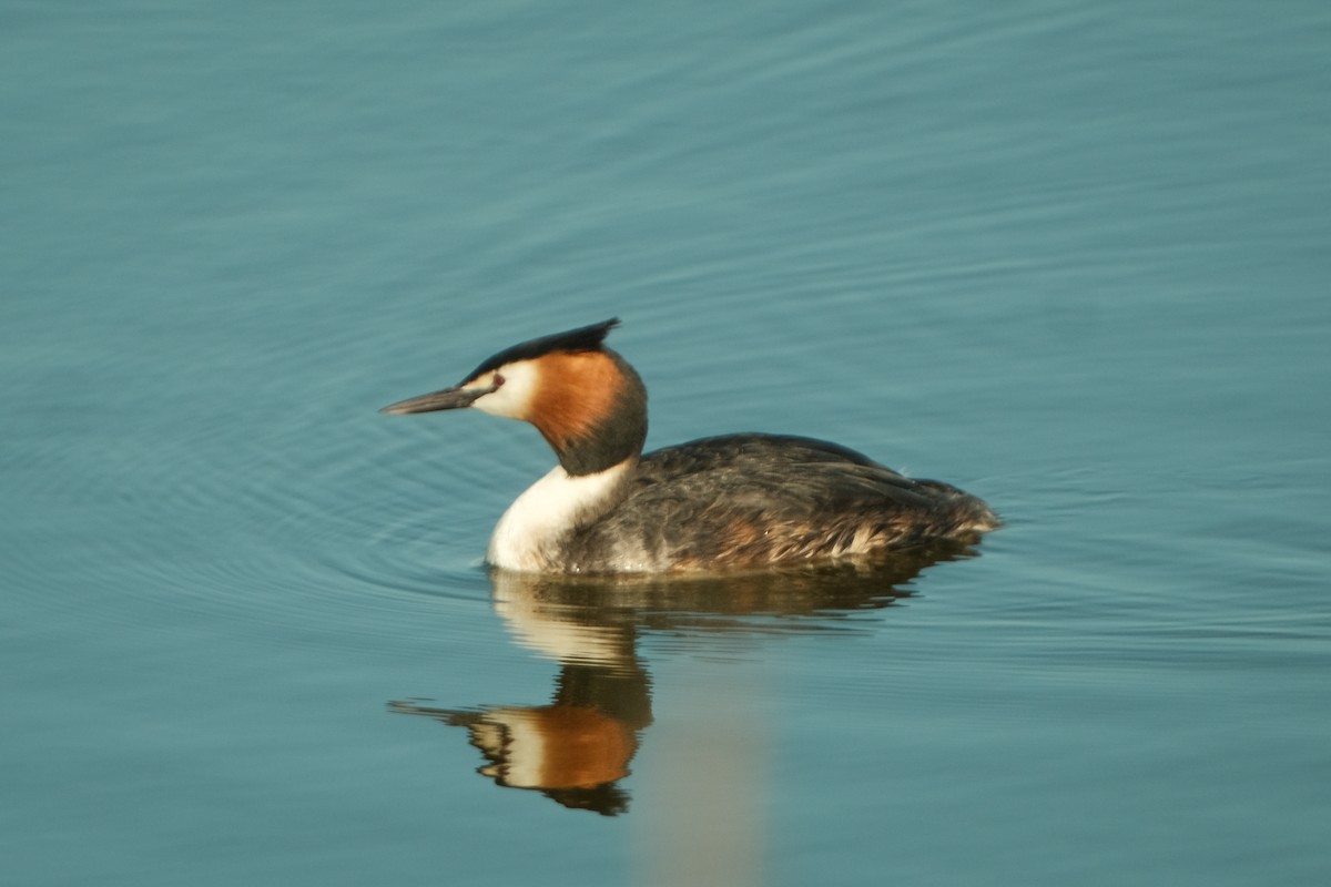 Great Crested Grebe - Devin Marshall