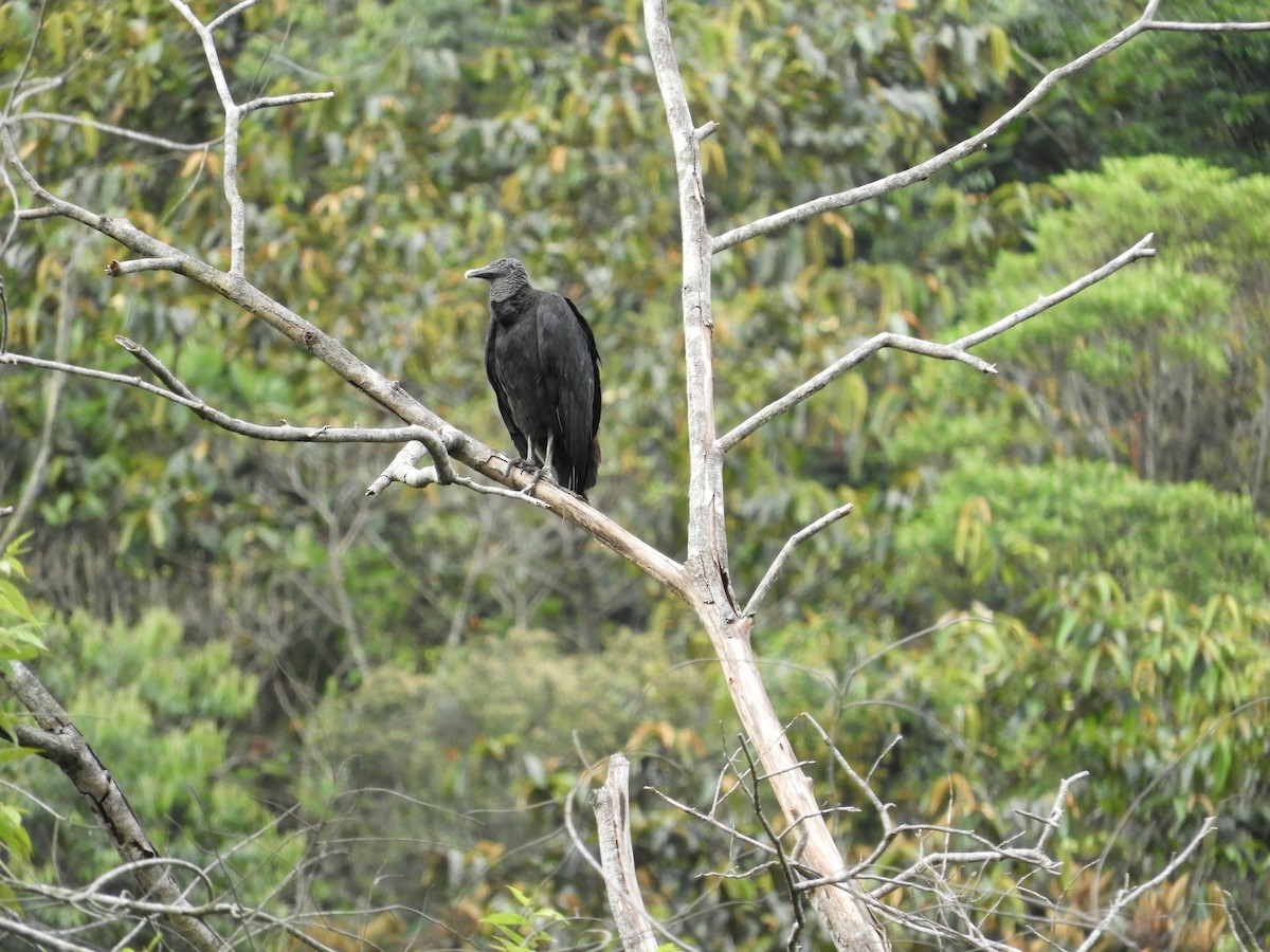 Black Vulture - ML619488537