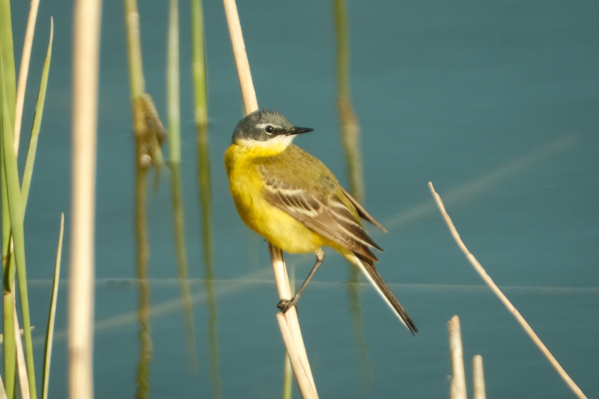 Western Yellow Wagtail - Devin Marshall