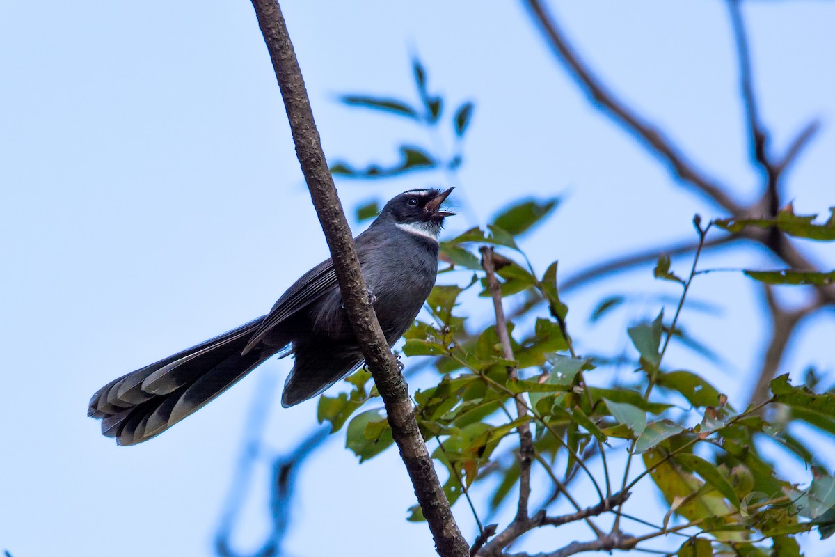 White-throated Fantail - ML619488545