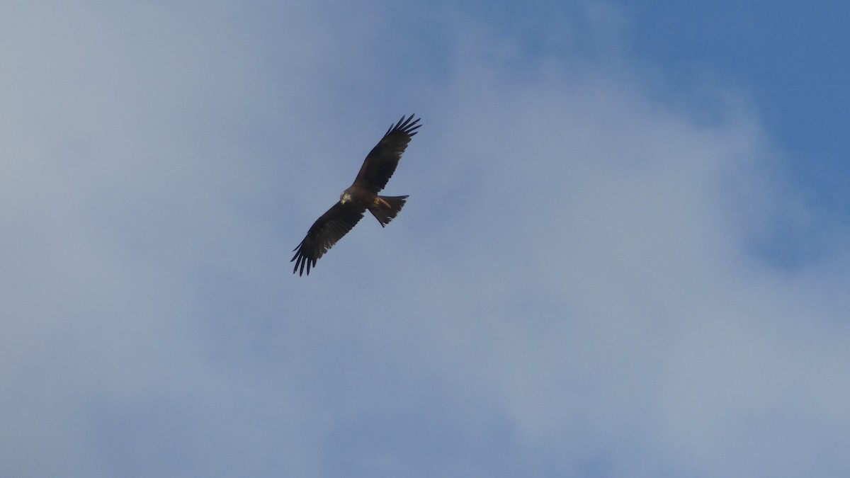 Black Kite - Gabriel  Couroussé