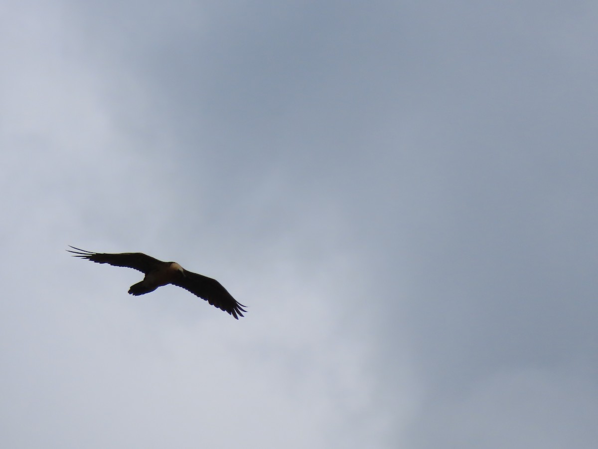 Bearded Vulture - Doug Kibbe