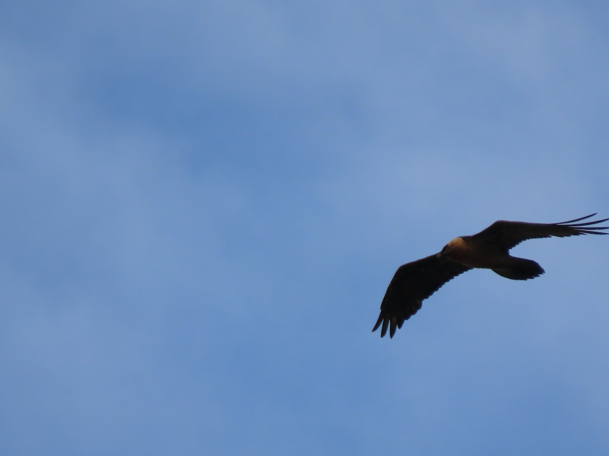 Bearded Vulture - Doug Kibbe