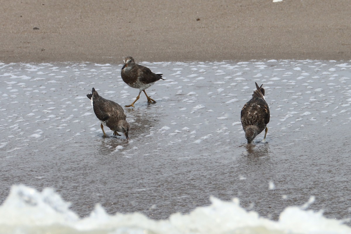 Surfbird - John van Dort