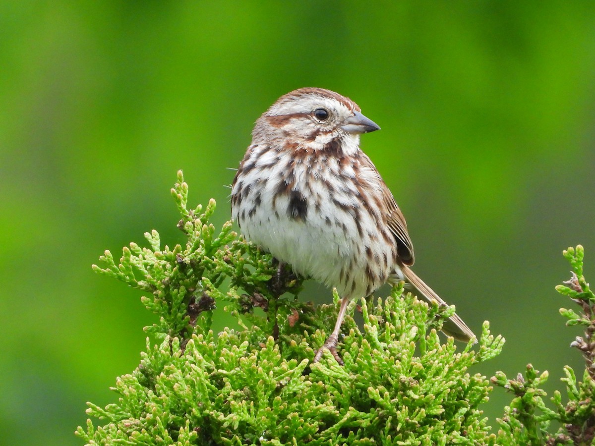 Song Sparrow - ML619488556