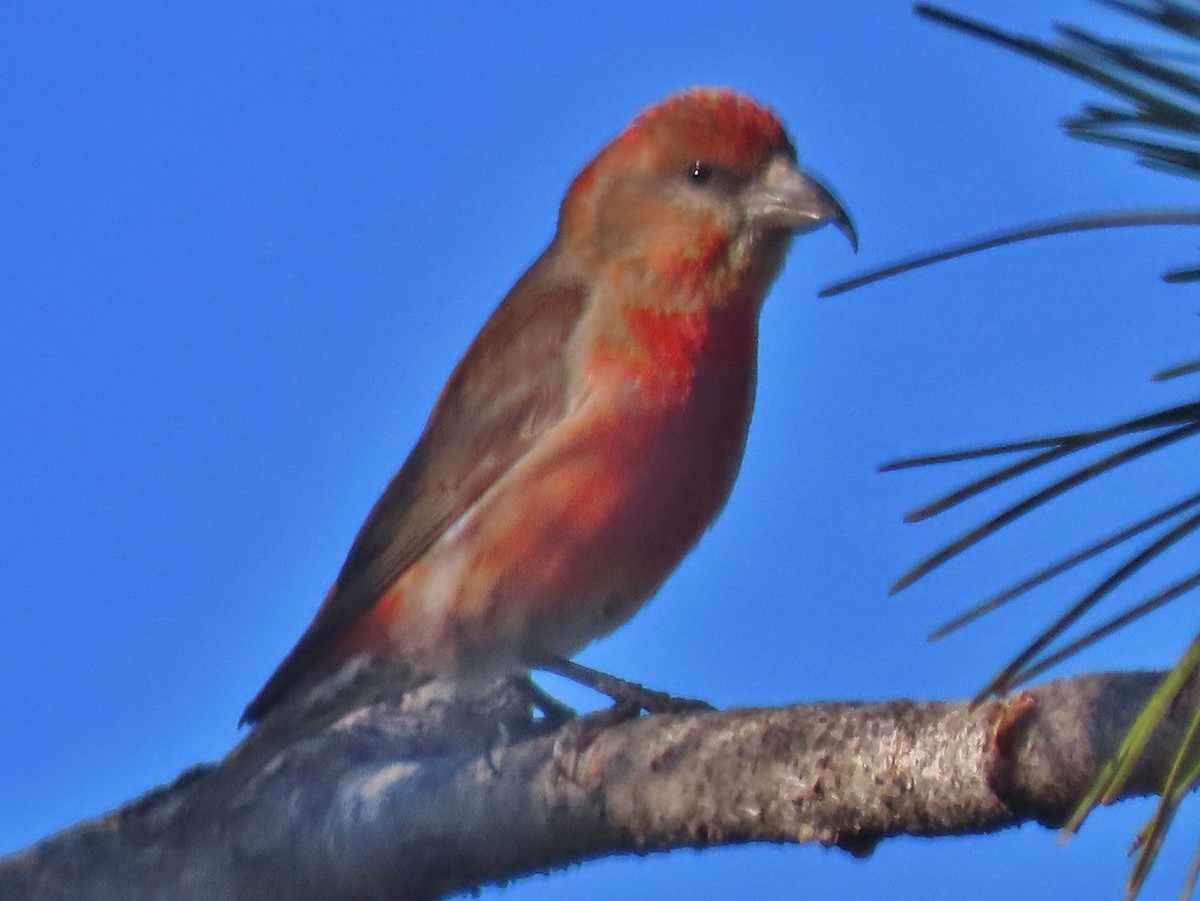 Red Crossbill - peter weber