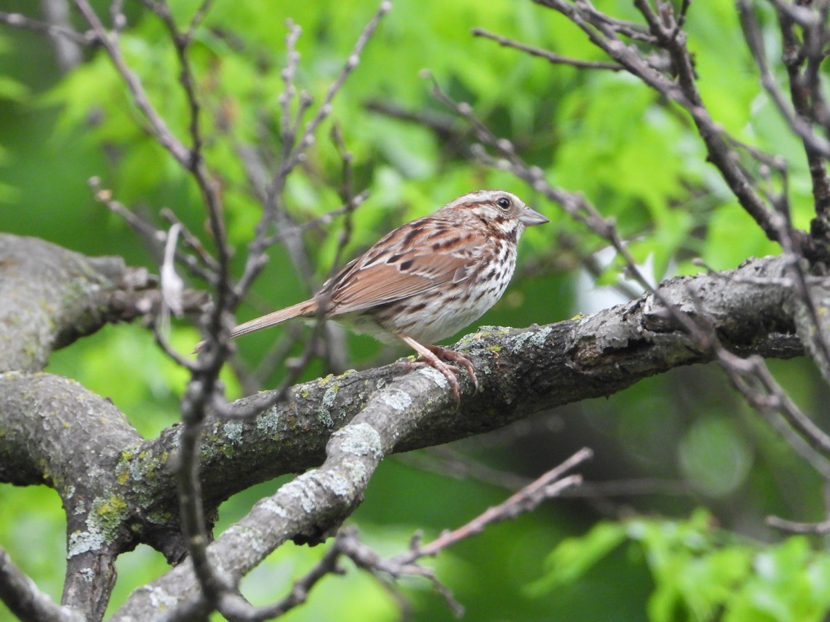 Song Sparrow - ML619488558