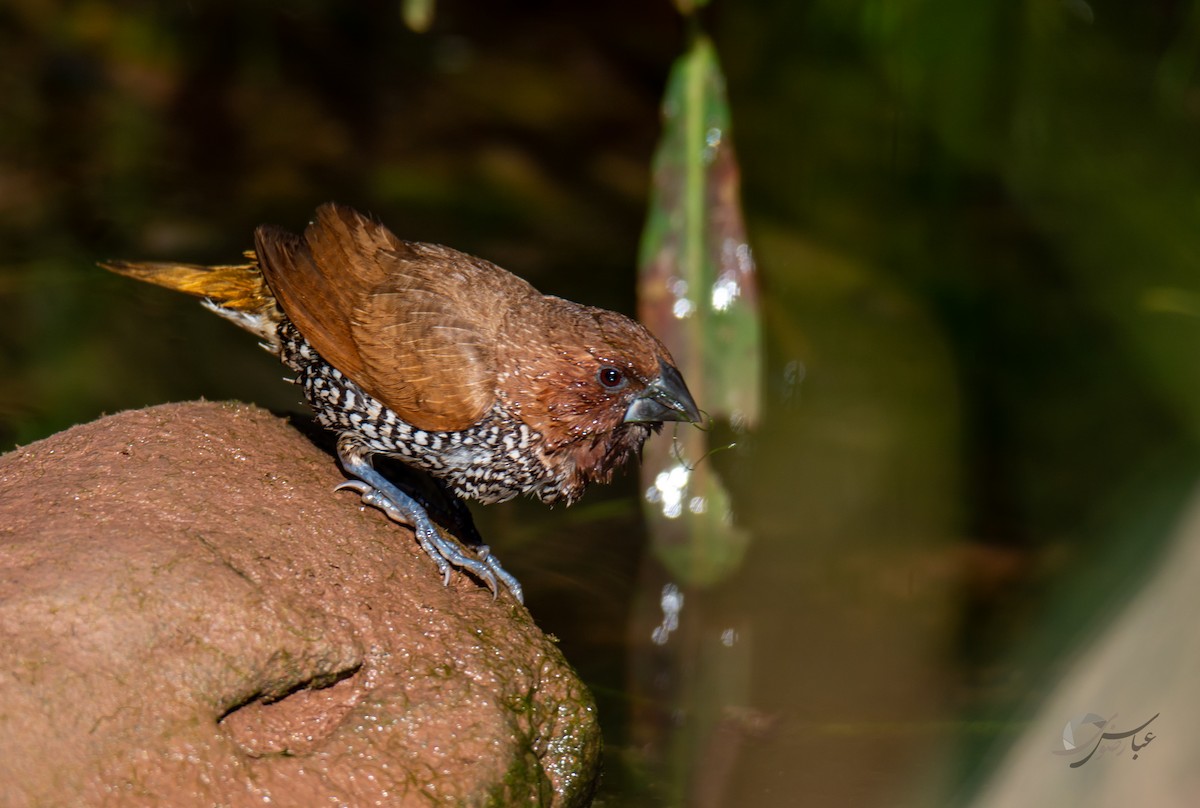 Scaly-breasted Munia - ML619488565