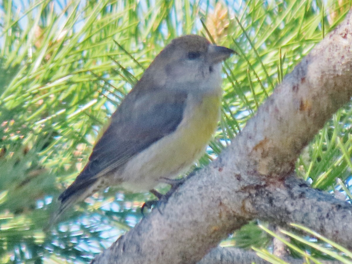 Red Crossbill - peter weber