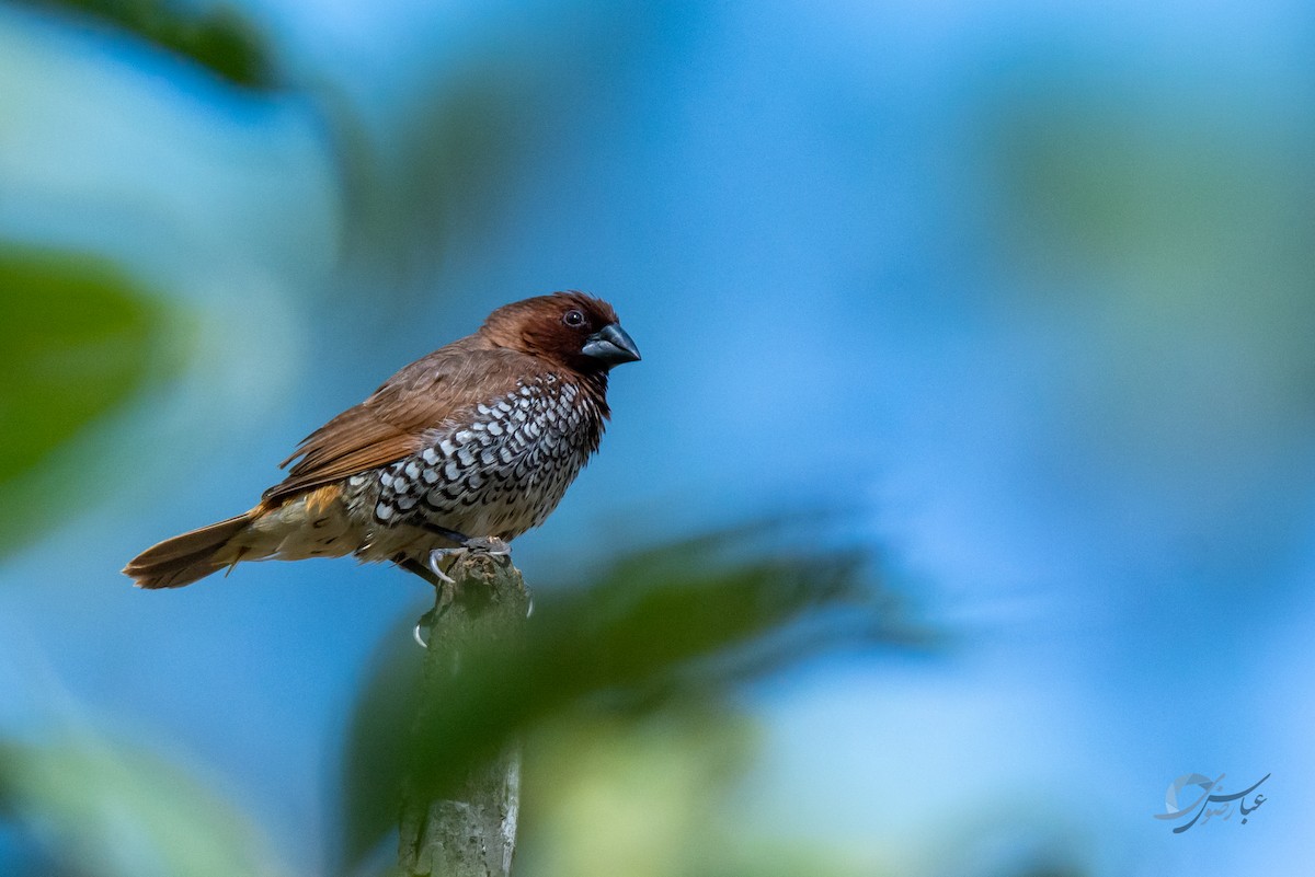 Scaly-breasted Munia - ML619488569