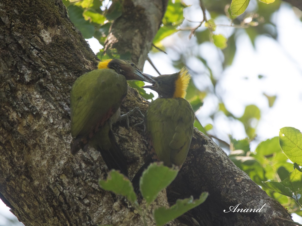 Greater Yellownape - Anand Singh