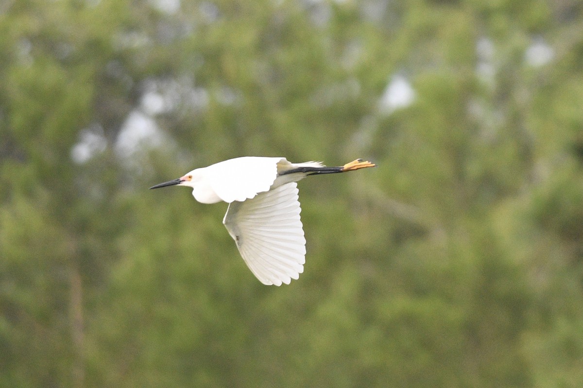 Snowy Egret - jianping dong