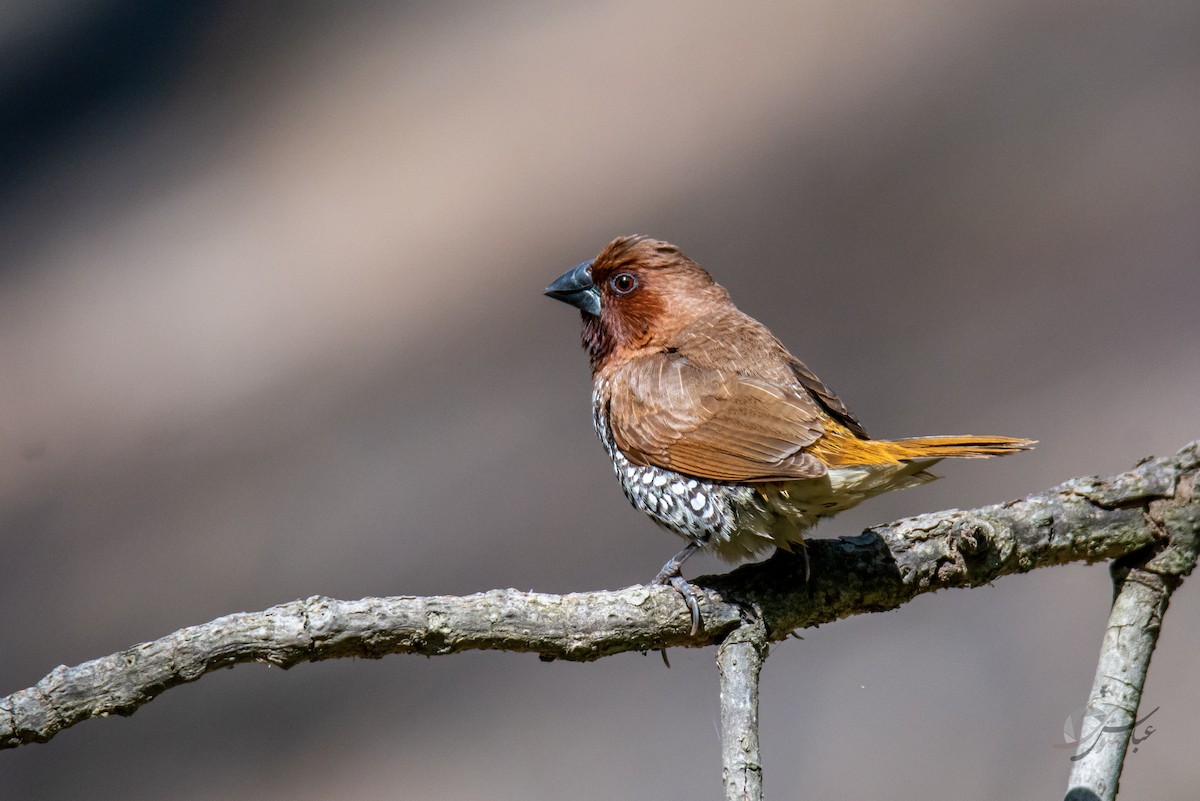 Scaly-breasted Munia - ML619488574
