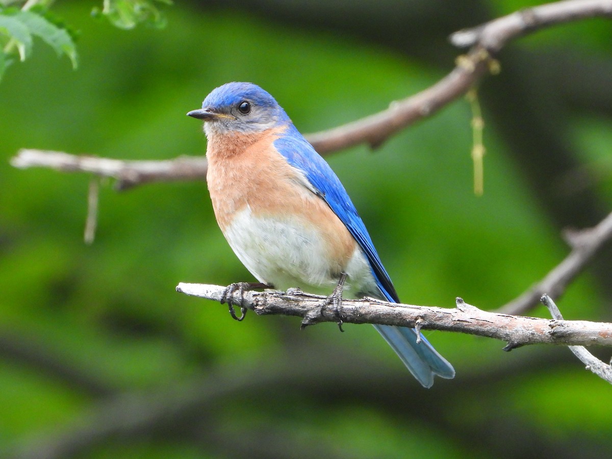 Eastern Bluebird - valerie pelchat
