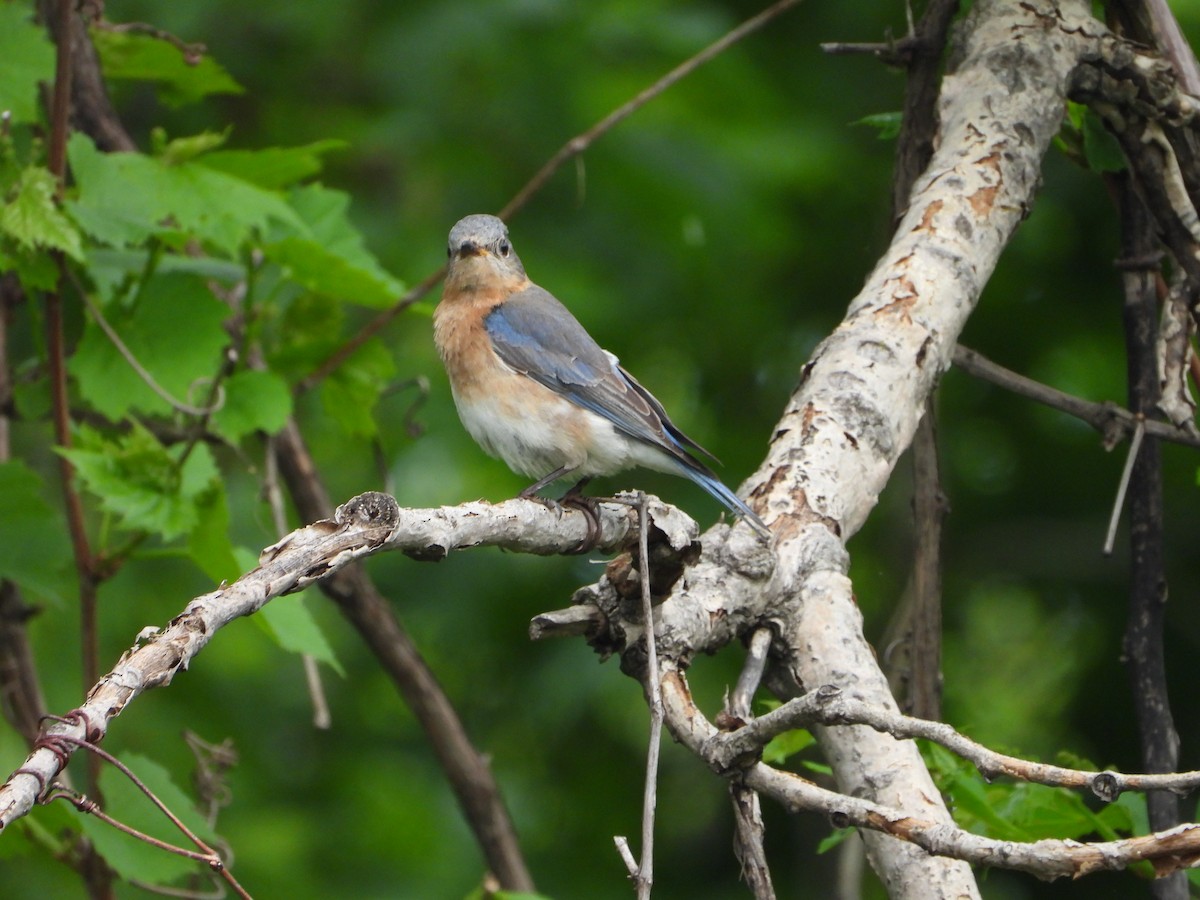 Eastern Bluebird - valerie pelchat