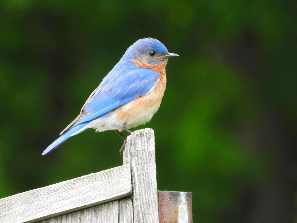 Eastern Bluebird - valerie pelchat