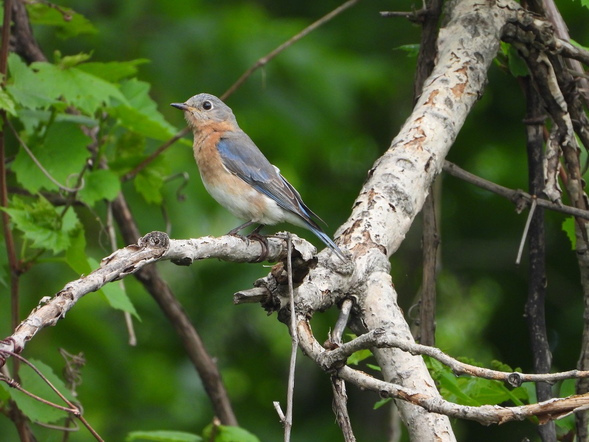 Eastern Bluebird - valerie pelchat