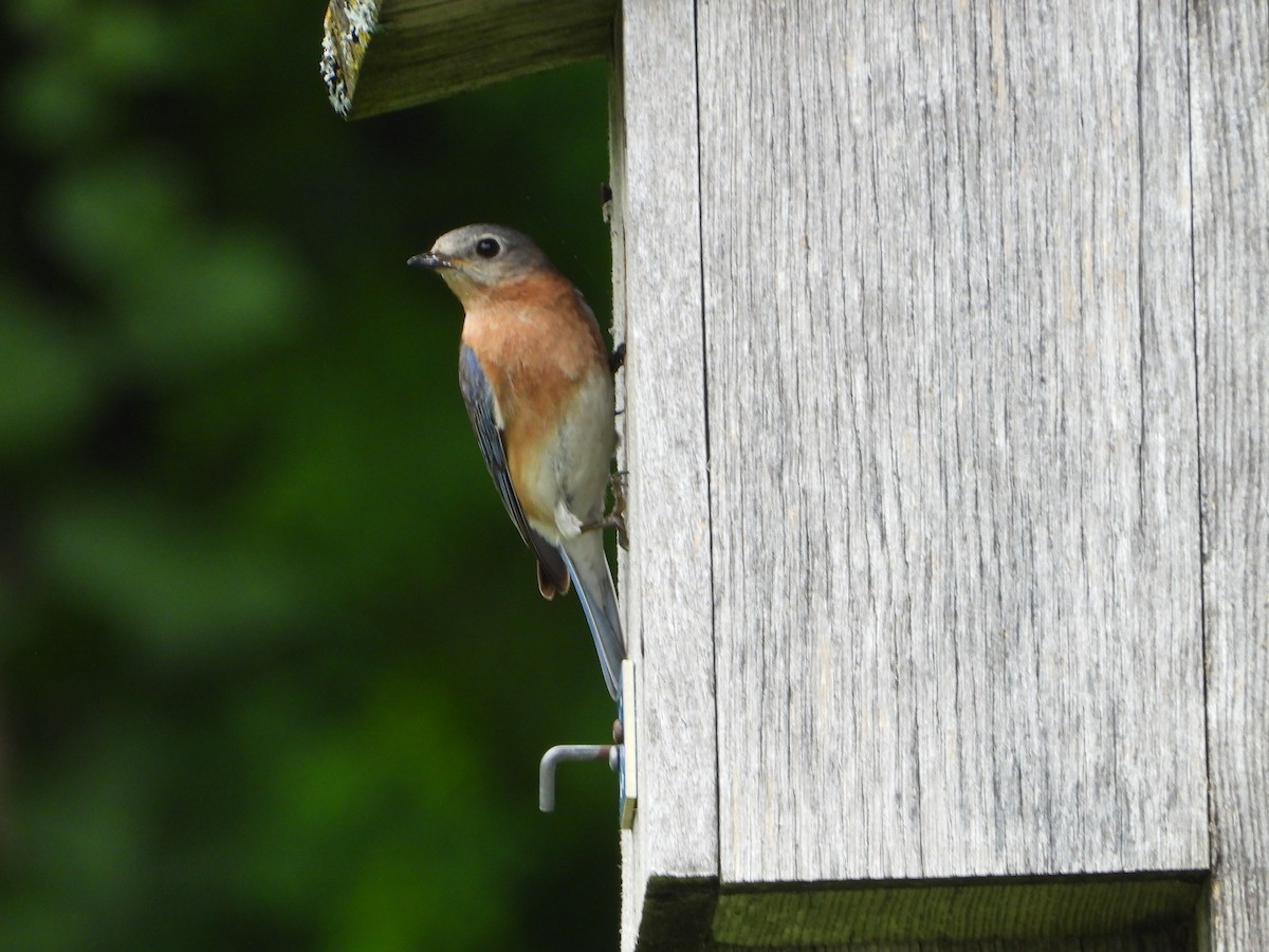 Eastern Bluebird - valerie pelchat