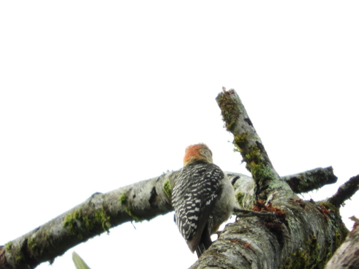 Red-crowned Woodpecker - Maria Vega Torres