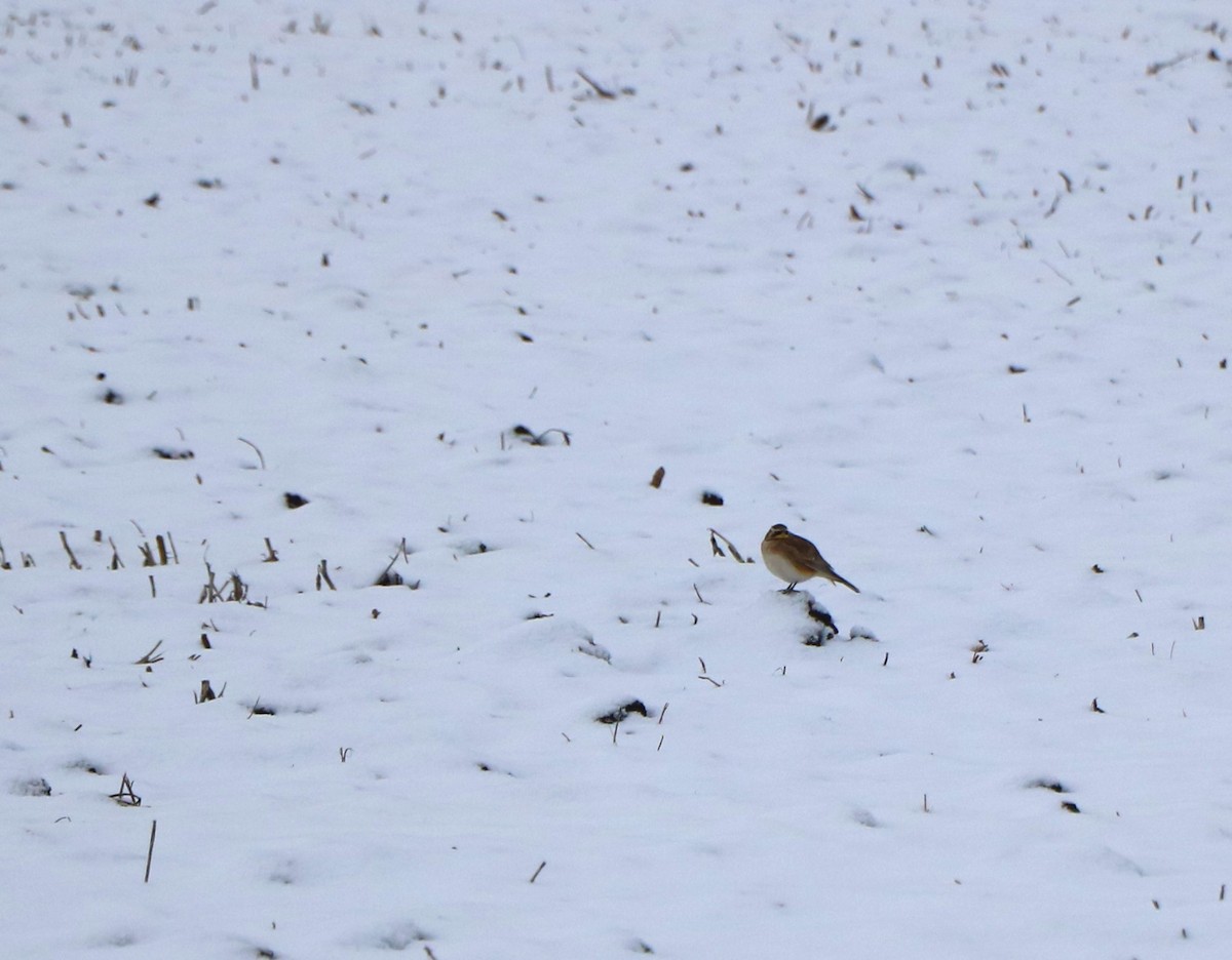 Horned Lark - Lisa Maier