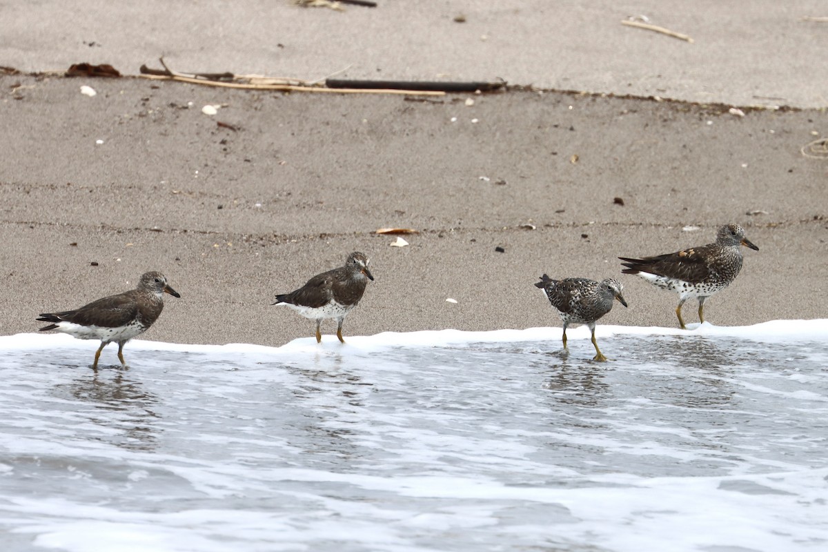 Surfbird - ML619488598