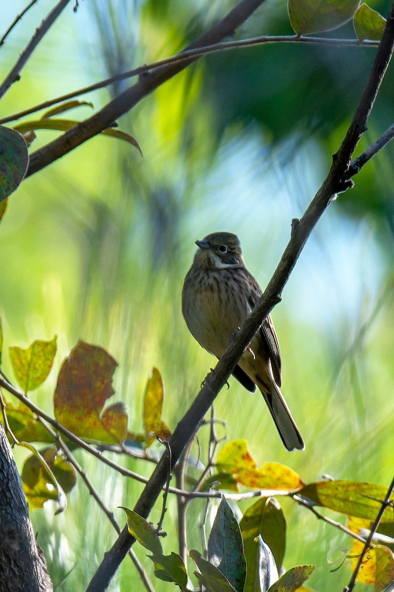 Chestnut-eared Bunting - ML619488600