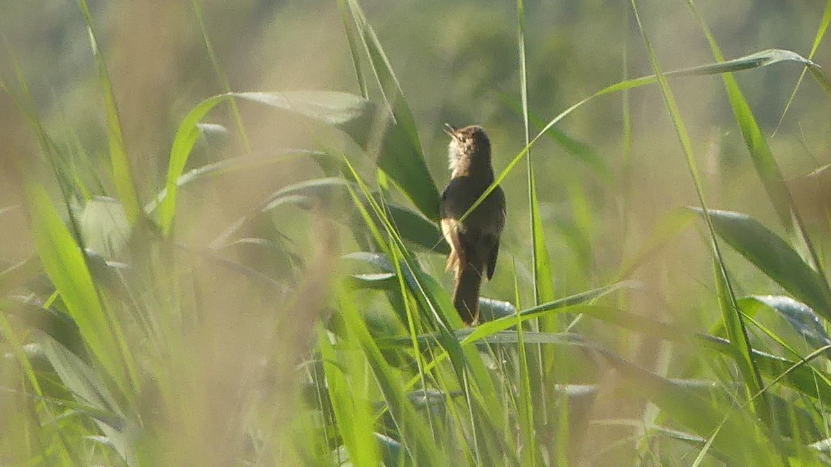 Great Reed Warbler - Gabriel  Couroussé