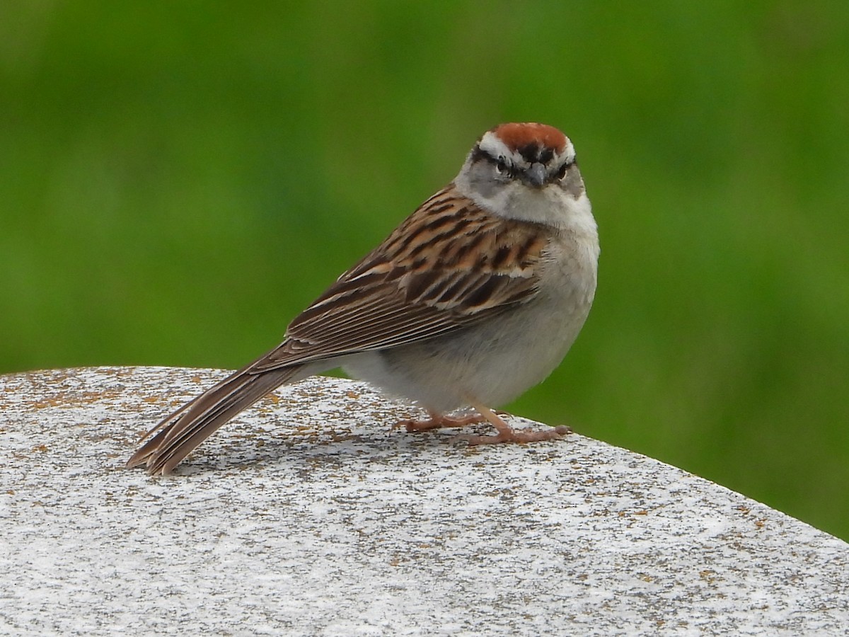 Chipping Sparrow - valerie pelchat