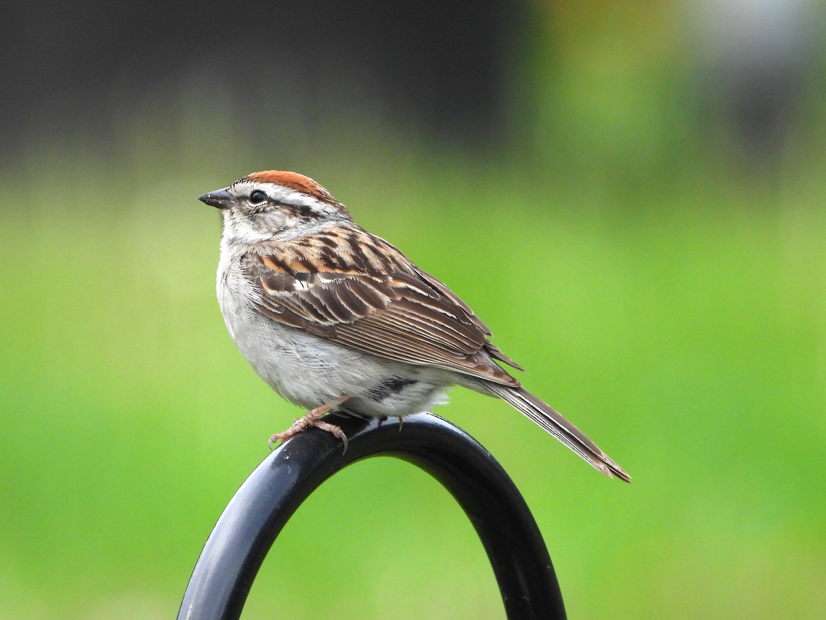 Chipping Sparrow - valerie pelchat