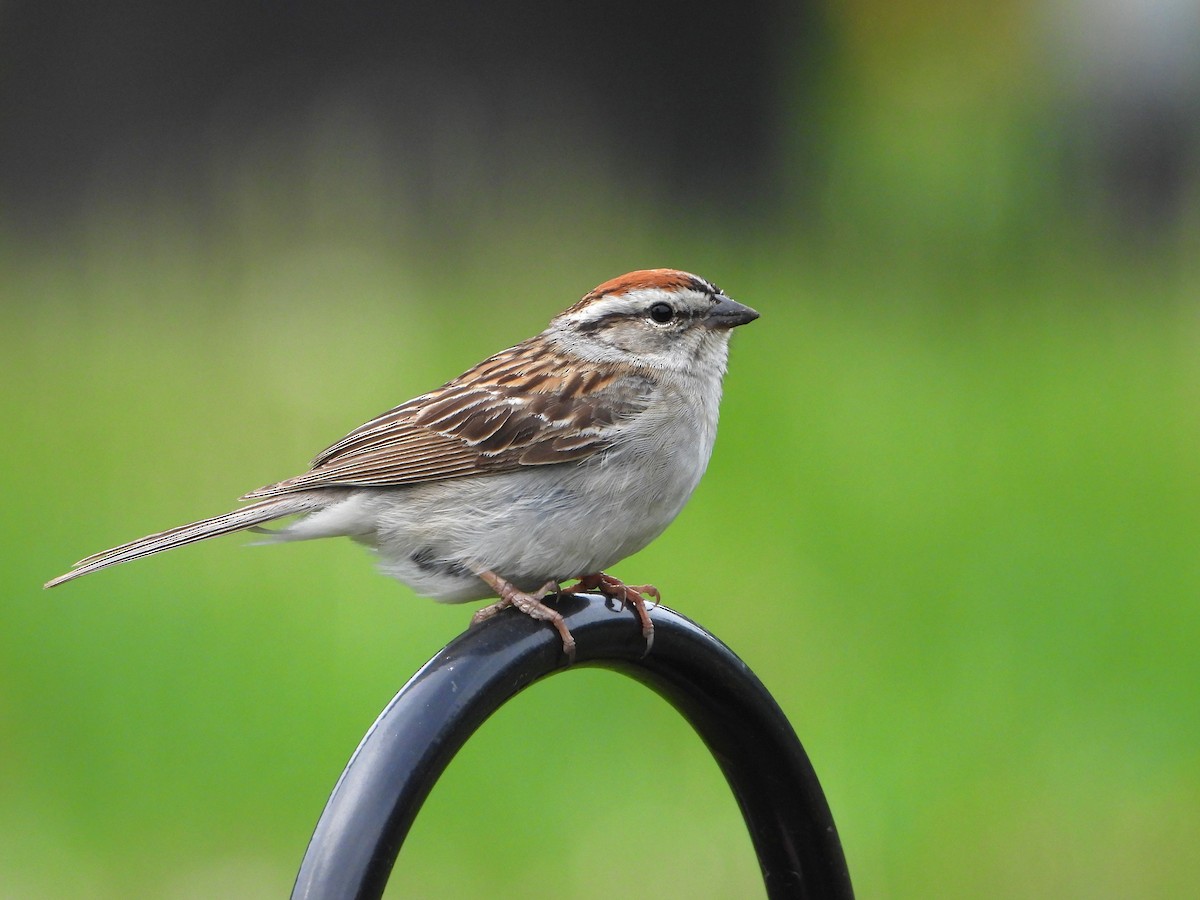 Chipping Sparrow - valerie pelchat