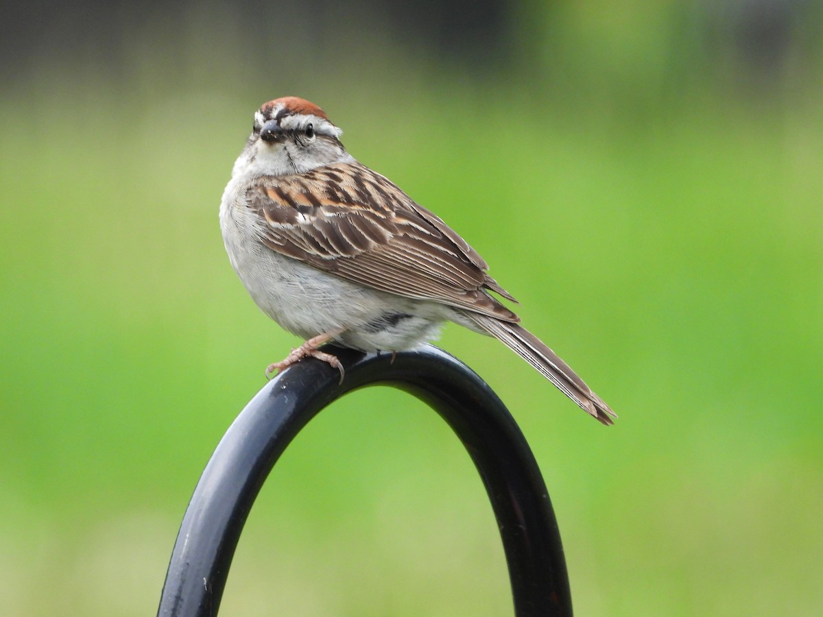 Chipping Sparrow - valerie pelchat