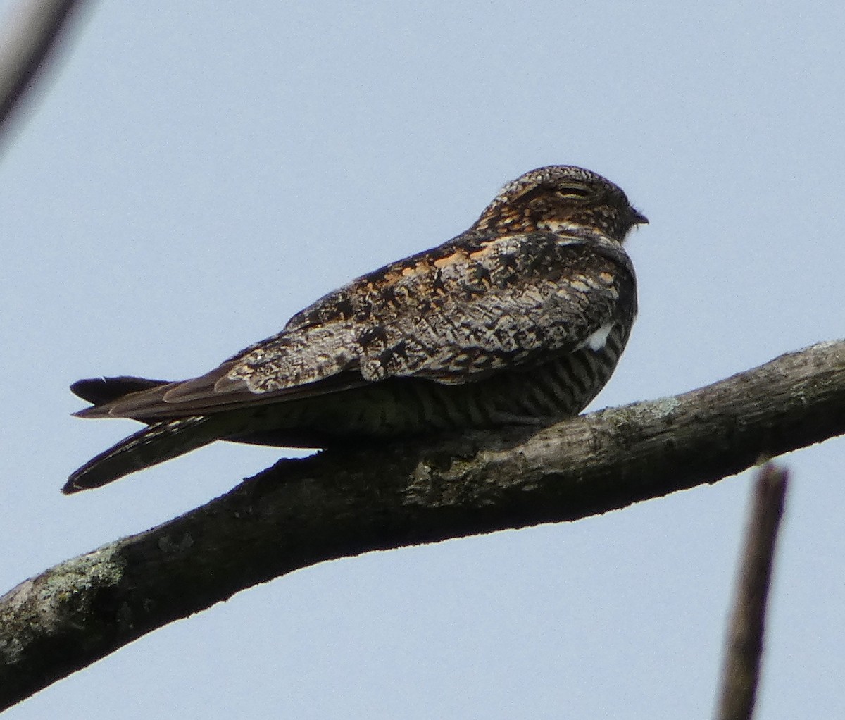 Common Nighthawk - Monique Berlinguette