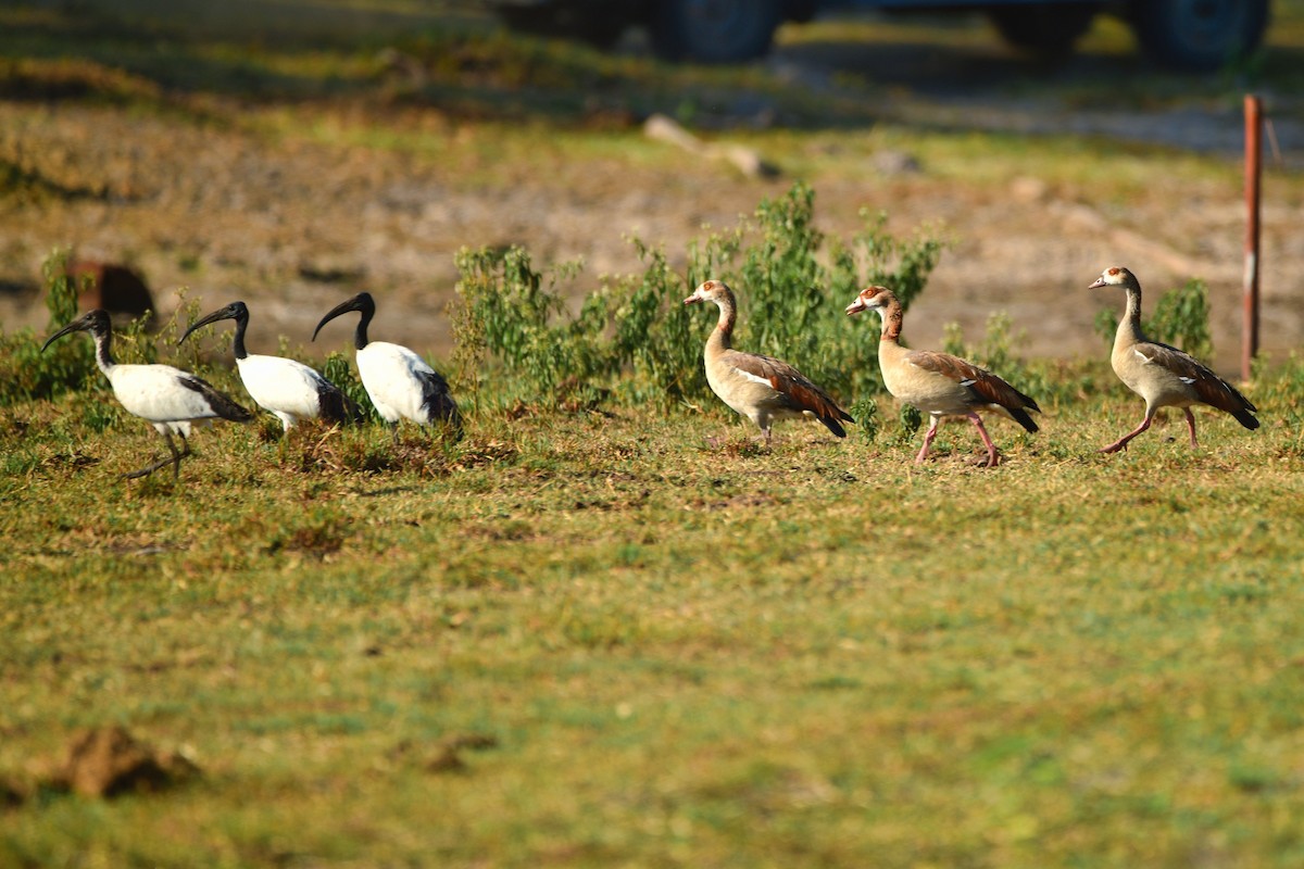 African Sacred Ibis - Cole Penning