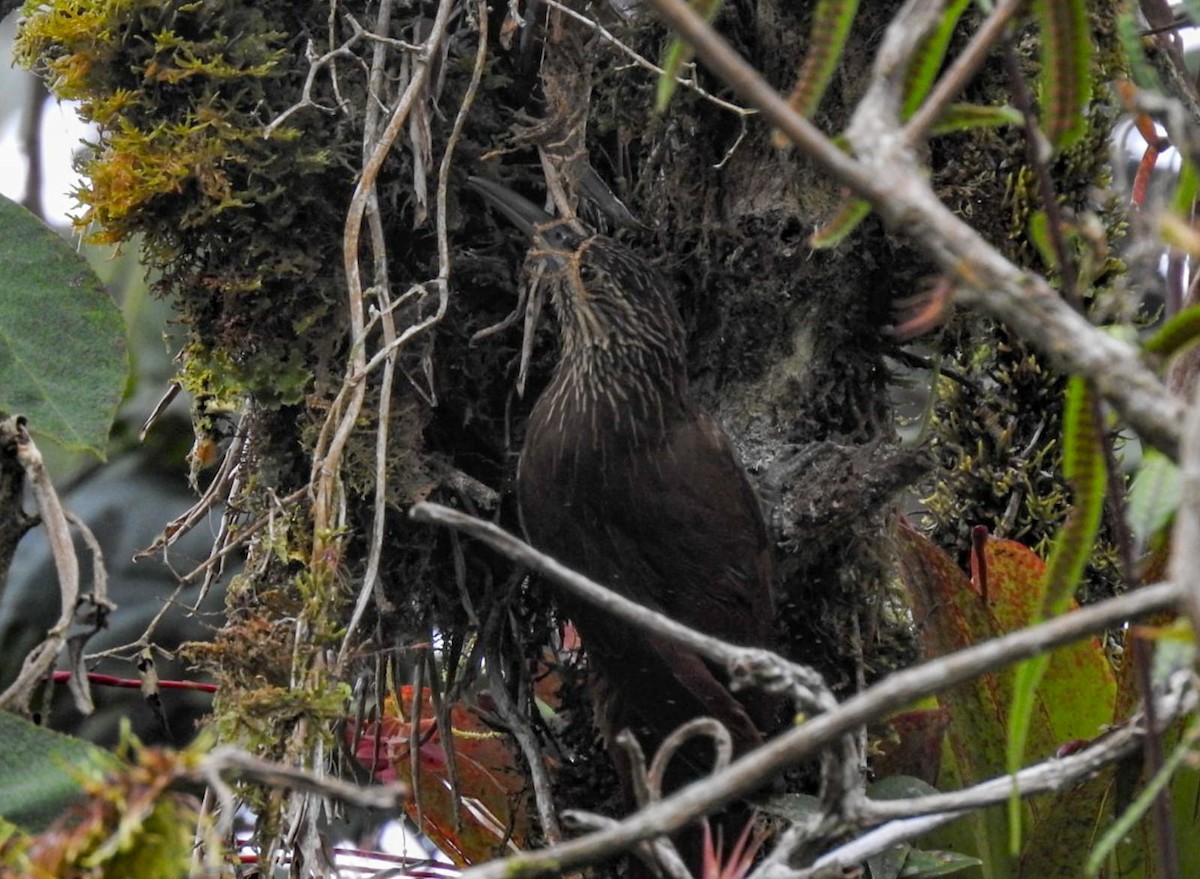 Strong-billed Woodcreeper - ML619488616