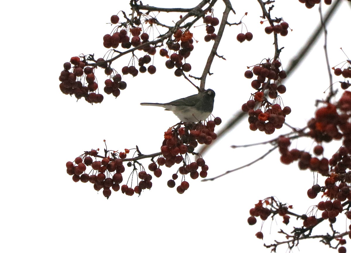 Dark-eyed Junco - ML619488619