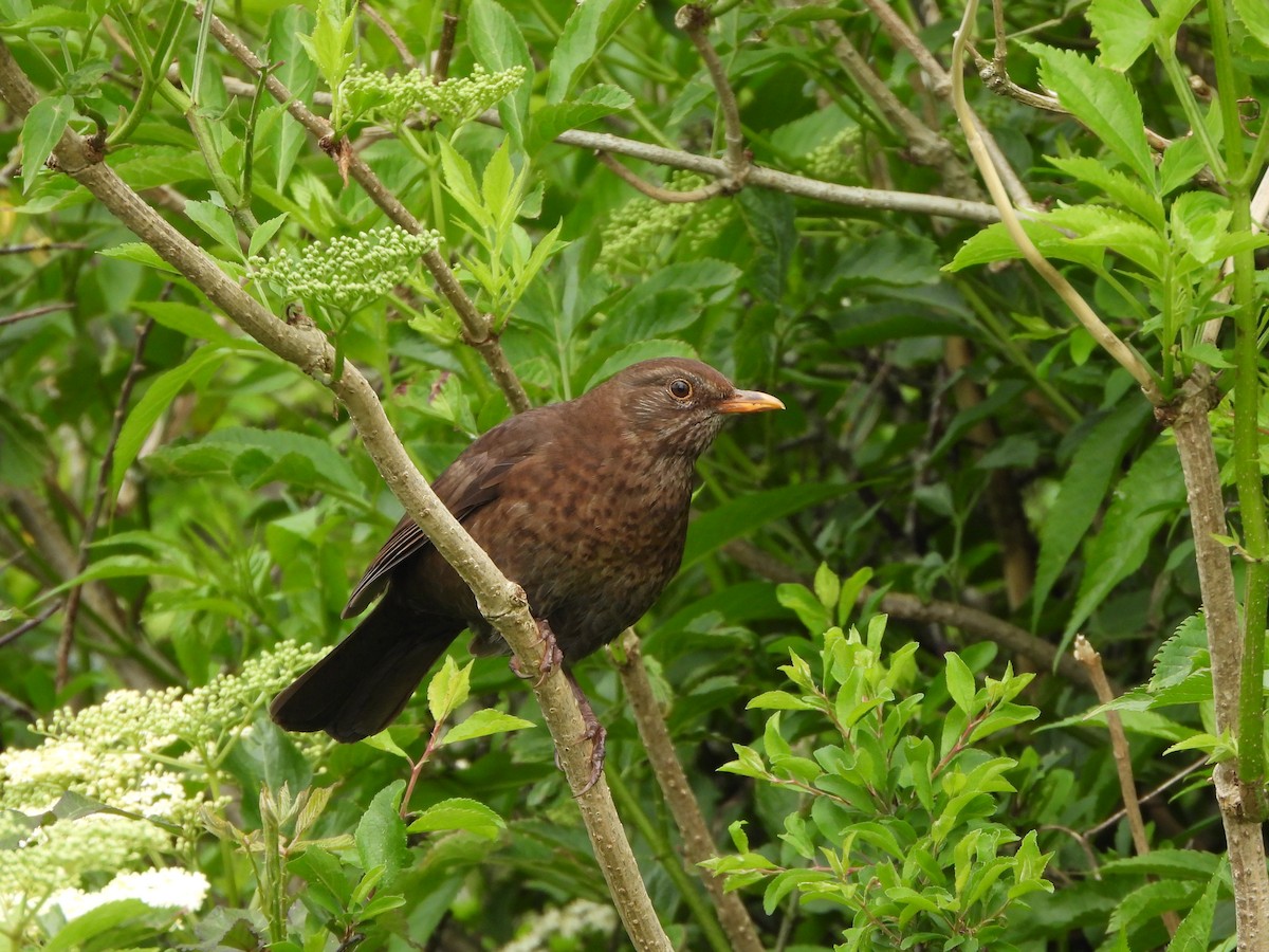 Eurasian Blackbird - Haydee Huwel