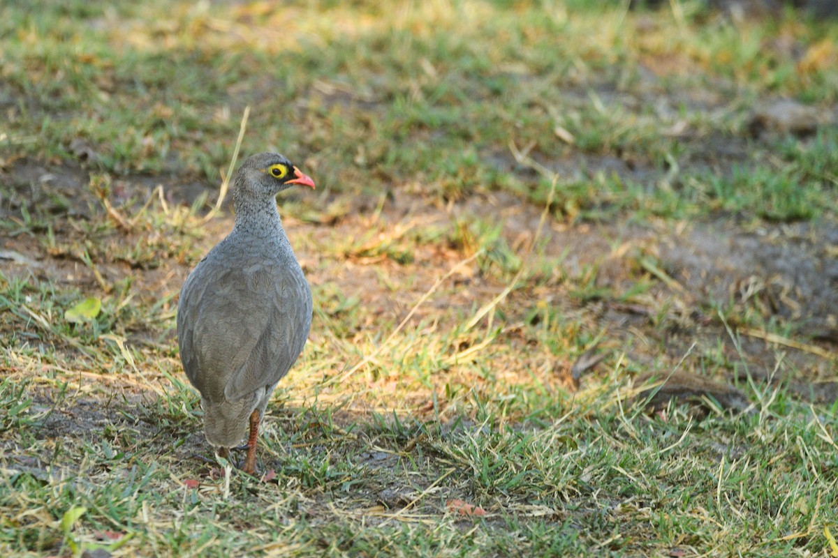 Francolin à bec rouge - ML619488622