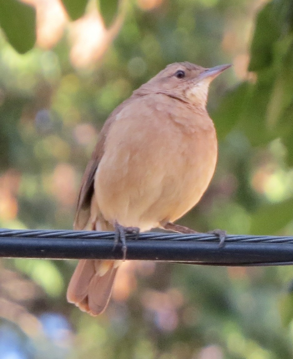 Rufous Hornero - Berenice Alves