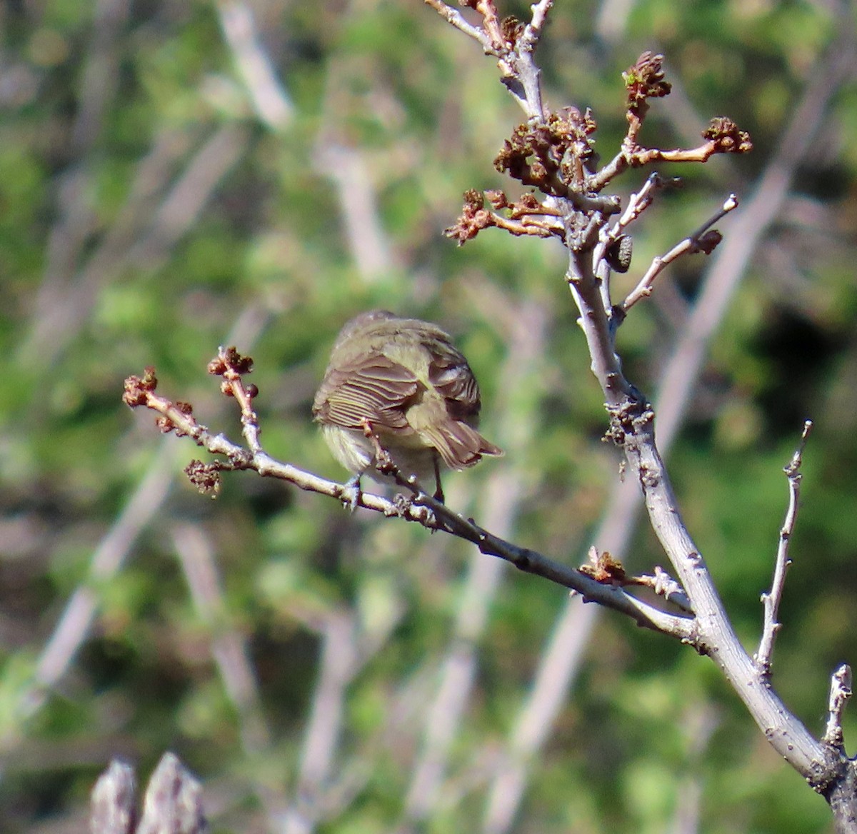 Warbling Vireo - JoAnn Potter Riggle 🦤