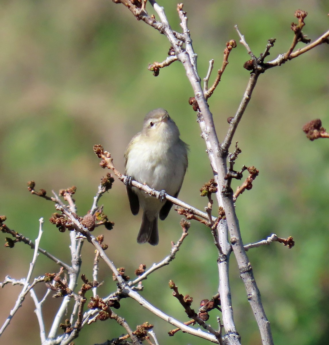 Warbling Vireo - JoAnn Potter Riggle 🦤