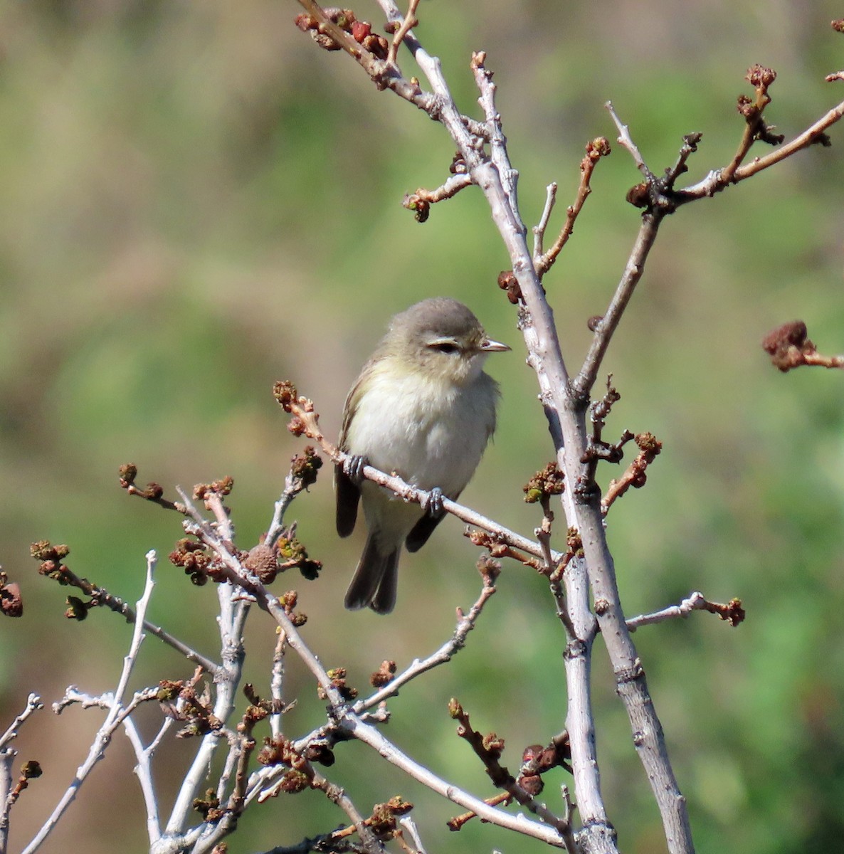 Warbling Vireo - JoAnn Potter Riggle 🦤