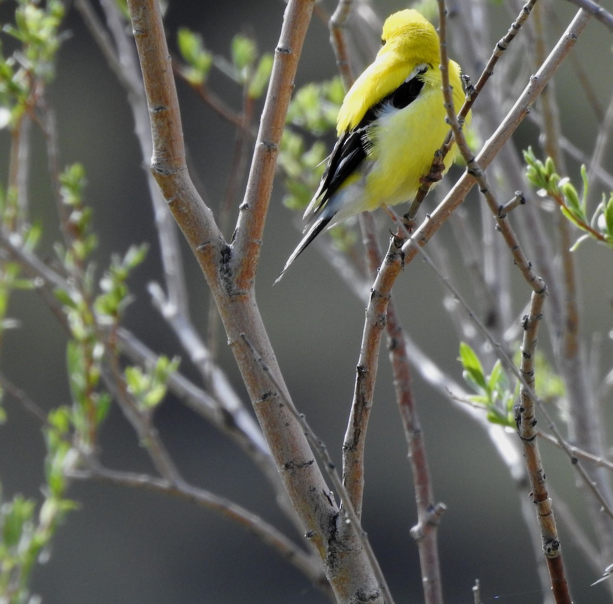 American Goldfinch - Shane Sater