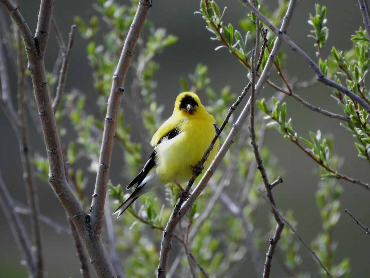 American Goldfinch - Shane Sater