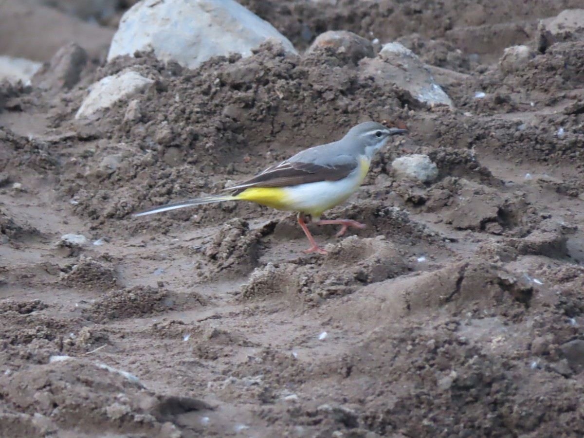 Gray Wagtail - Doug Kibbe