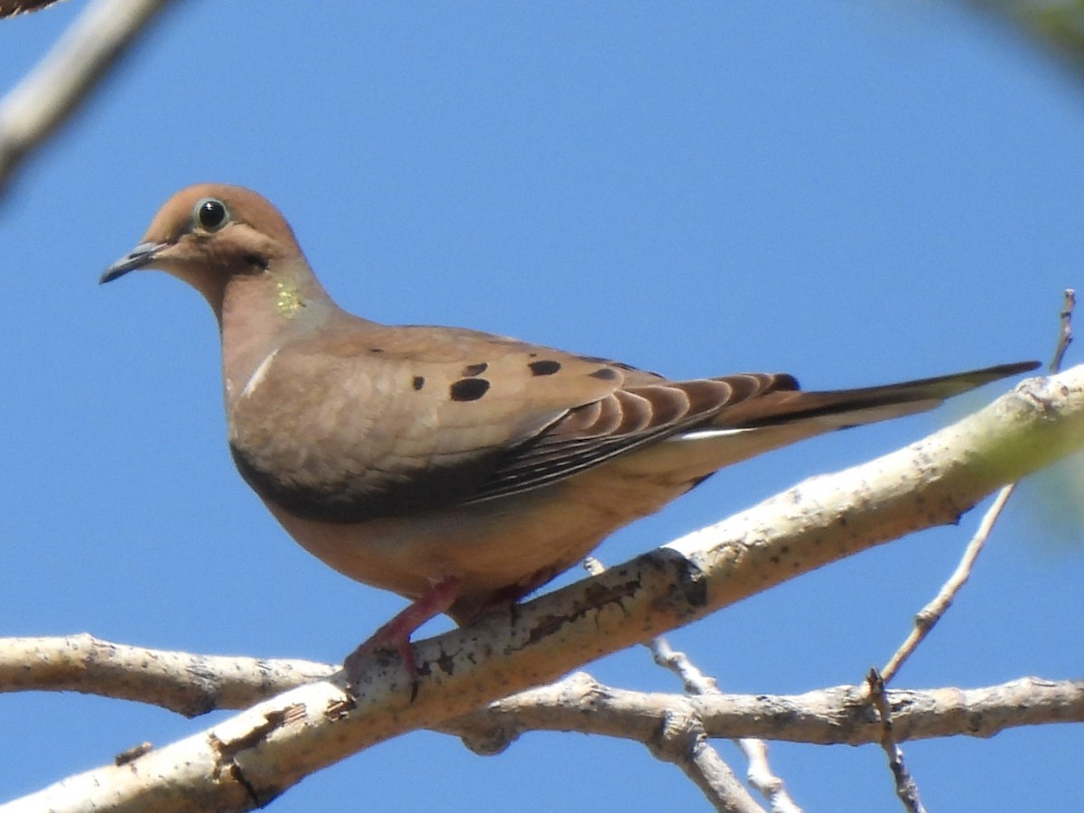 Mourning Dove - ML619488666