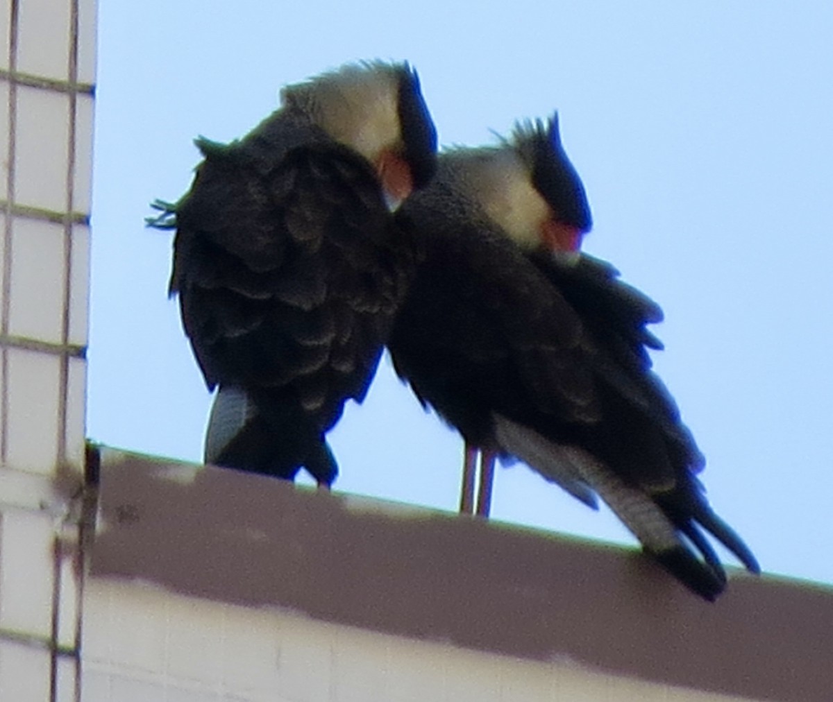 Crested Caracara - Berenice Alves