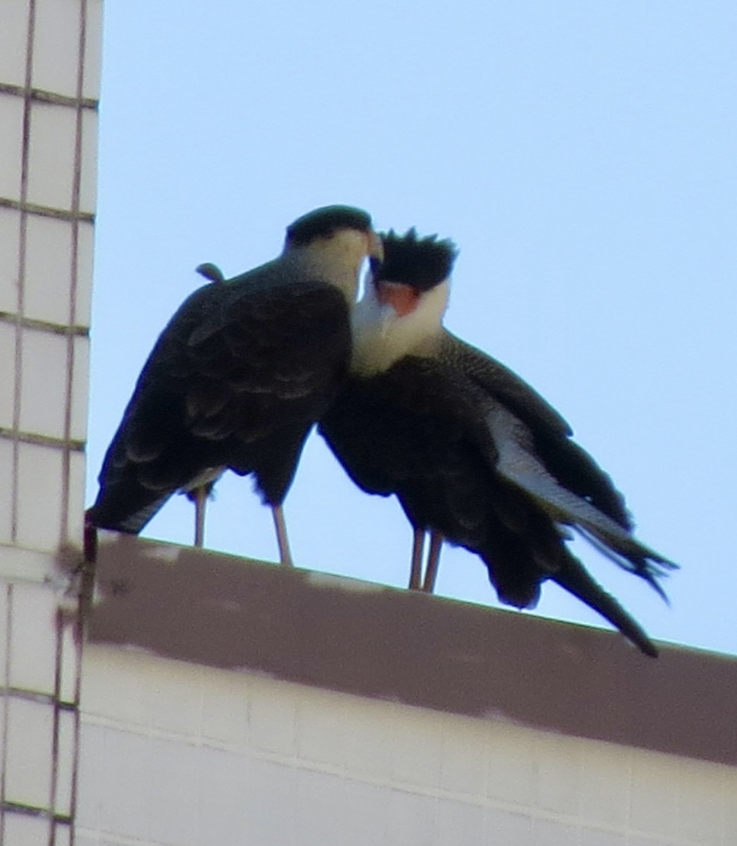 Crested Caracara - Berenice Alves