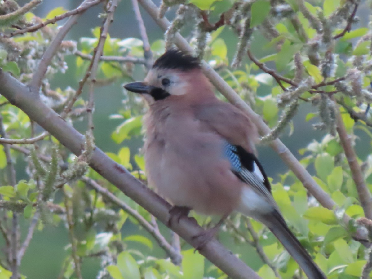 Eurasian Jay (Black-capped) - Doug Kibbe