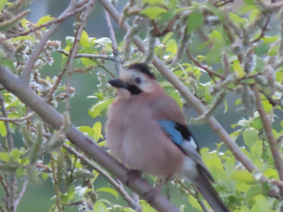 Eurasian Jay (Black-capped) - ML619488673